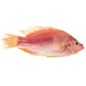 Imported Frozen Red Tilapia