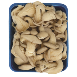 Caribbean Oyster Mushroom LB